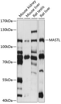 MASTL Rabbit pAb