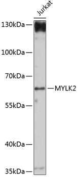 MYLK2 Rabbit pAb