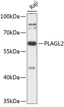 PLAGL2 Rabbit pAb