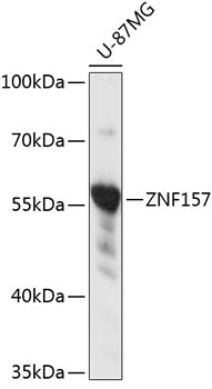 ZNF157 Rabbit pAb