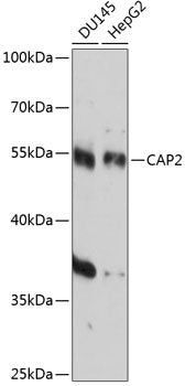CAP2 Rabbit pAb