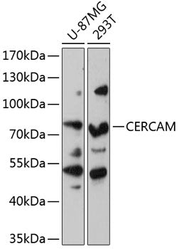 CERCAM Rabbit pAb
