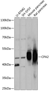 CPA2 Rabbit pAb