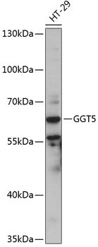 GGT5 Rabbit pAb