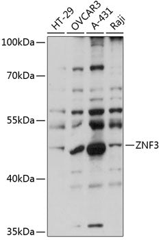 ZNF3 Rabbit pAb