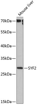 SYF2 Rabbit pAb