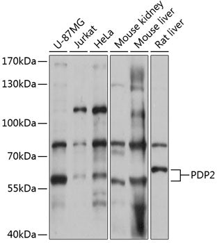 PDP2 Rabbit pAb