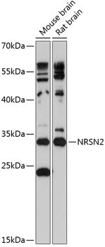 NRSN2 Rabbit pAb