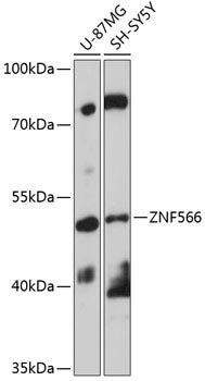 ZNF566 Rabbit pAb