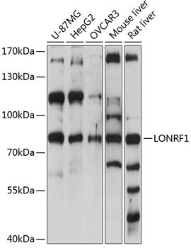 LONRF1 Rabbit pAb