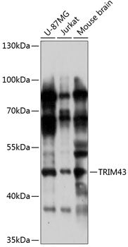 TRIM43 Rabbit pAb