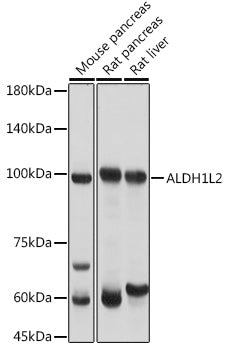 ALDH1L2 Rabbit pAb