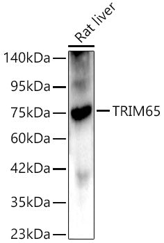 TRIM65 Rabbit pAb