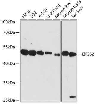 EIF2S2 Rabbit pAb