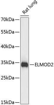 ELMOD2 Rabbit pAb