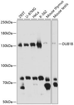 BUB1B Rabbit pAb