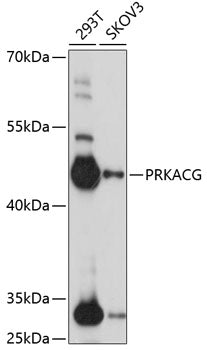 PRKACG Rabbit pAb
