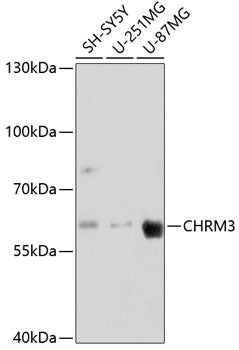 CHRM3 Rabbit pAb