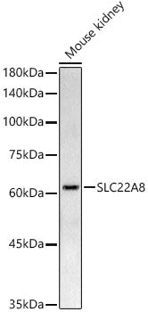 OAT3/SLC22A8 Rabbit pAb