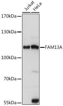 FAM13A Rabbit pAb