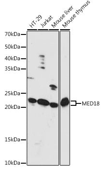 MED18 Rabbit pAb