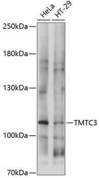 TMTC3 Rabbit pAb