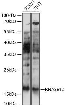 RNASE12 Rabbit pAb