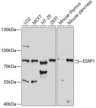 ESRP1 Rabbit pAb