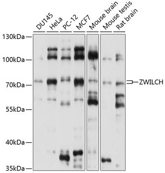 ZWILCH Rabbit pAb