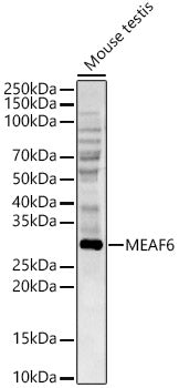 MEAF6 Rabbit pAb