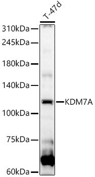 KDM7A Rabbit pAb