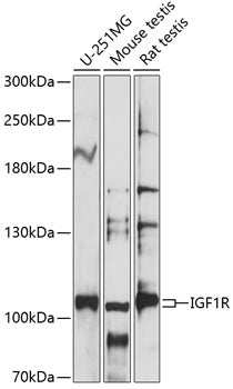 IGF1R Rabbit pAb