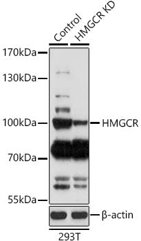 HMGCR Rabbit pAb