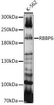RBBP6 Rabbit pAb
