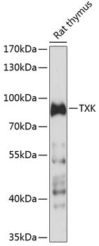 TXK Rabbit pAb