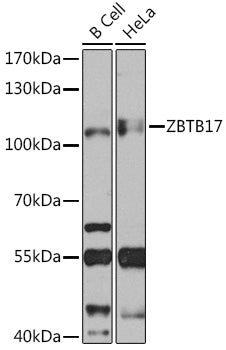 ZBTB17 Rabbit pAb