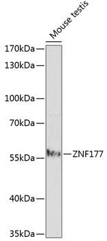 ZNF177 Rabbit pAb