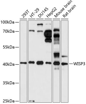 WISP3 Rabbit pAb