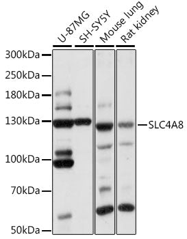 SLC4A8 Rabbit pAb