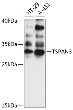 TSPAN3 Rabbit pAb