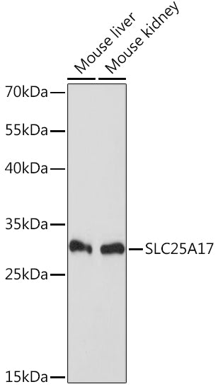 SLC25A17 Rabbit pAb