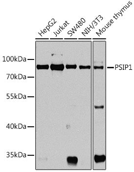 PSIP1 Rabbit pAb