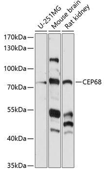 CEP68 Rabbit pAb