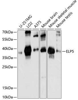 ELP5 Rabbit pAb