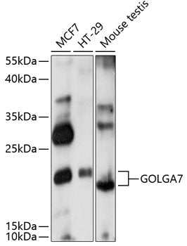 GOLGA7 Rabbit pAb