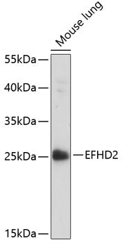 EFHD2 Rabbit pAb