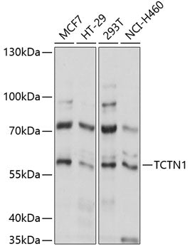 TCTN1 Rabbit pAb