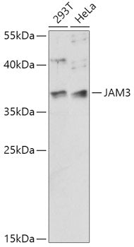 JAM3 Rabbit pAb