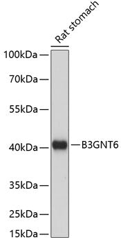 B3GNT6 Rabbit pAb