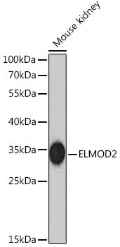 ELMOD2 Rabbit pAb